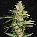 Banana Candy Krush (T.H.Seeds) feminizada