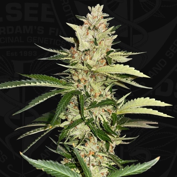 Banana Candy Krush (T.H.Seeds) feminizada