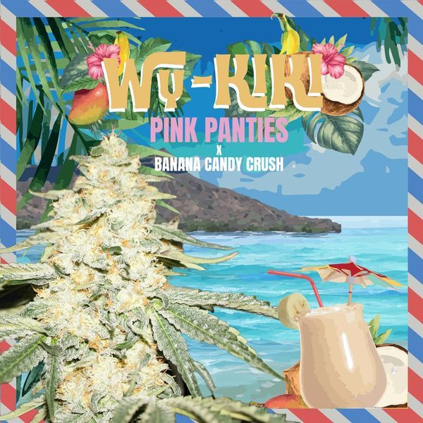 Wy-Kiki (T.H.Seeds) feminizada