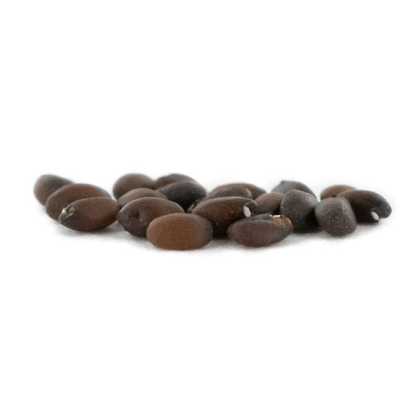 Erva-dos-gatos - Nepeta cataria