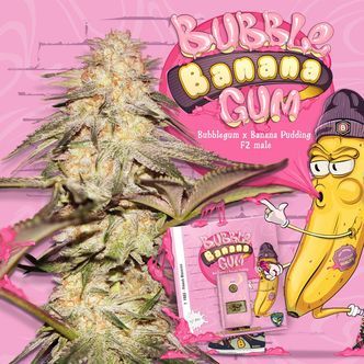 BubbleBananaGum (T.H.Seeds) Feminizada
