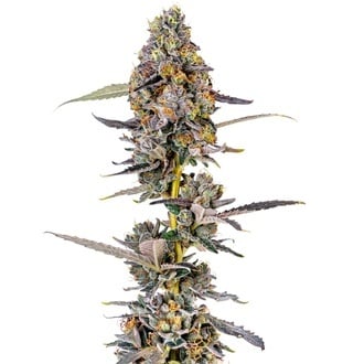 Cherry Mac Muffin (Growers Choice) feminizada