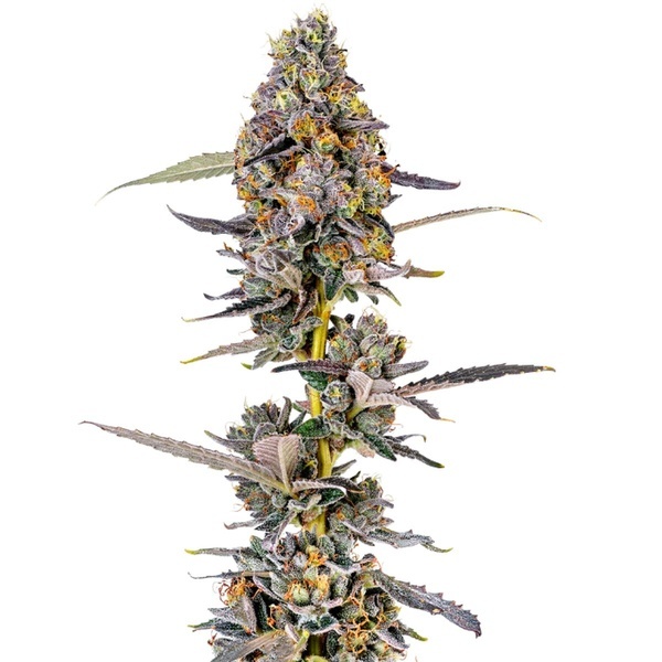 Cherry Mac Muffin (Growers Choice) feminizada