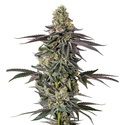 Original Oz (Growers Choice) feminizada