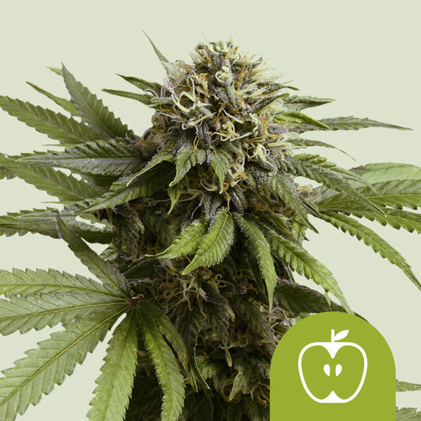 Apple Fritter Autoflorescente (Royal Queen Seeds) feminizada