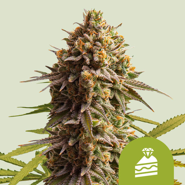 Wedding Cake Autoflorescentes (Royal Queen Seeds) feminizadas