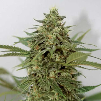 Amnesia Lemon Pie (Garden of Green) feminizada
