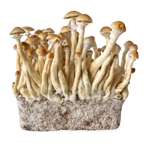 Seringa de cultura líquida B+ (Acid Shroomz)