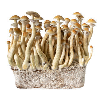 Seringa de cultura líquida B+ (Acid Shroomz)