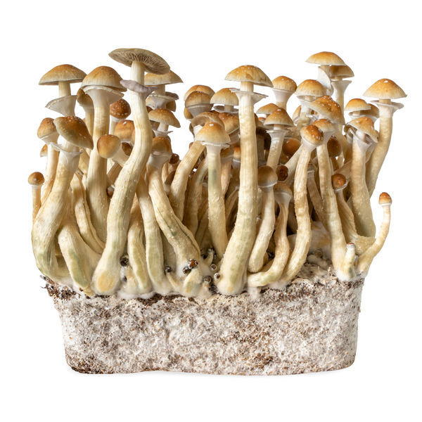 Seringa de cultura líquida B+ (Acid Shroomz)