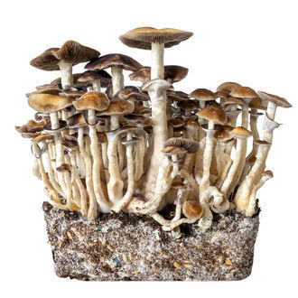 Hawaii Seringa de Cultura Líquida (Acid Shroomz)