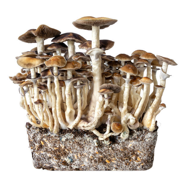 Hawaii Seringa de Cultura Líquida (Acid Shroomz)