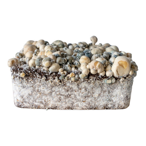 Seringa de cultura líquida Melmac Monster (Acid Shroomz)