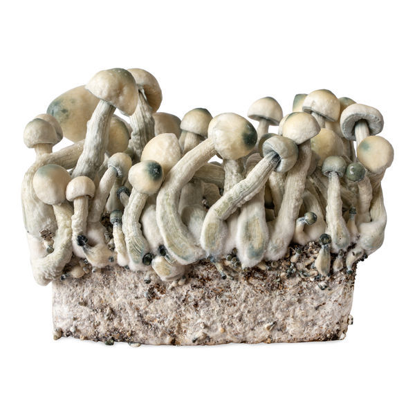 Seringa de cultura líquida Melmac Monster (Acid Shroomz)