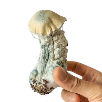 Seringa de cultura líquida Melmac Monster (Acid Shroomz)