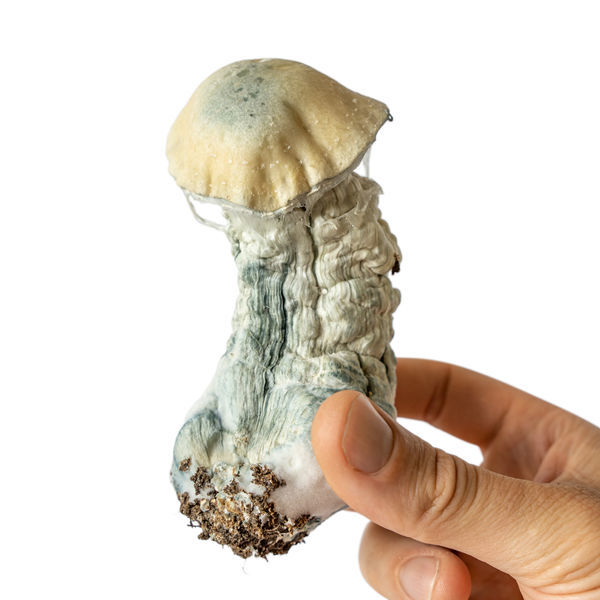 Seringa de cultura líquida Melmac Monster (Acid Shroomz)