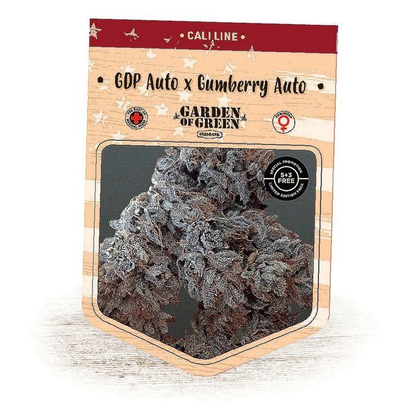 GDP Auto x Gumberry Auto (Garden of Green) feminizada