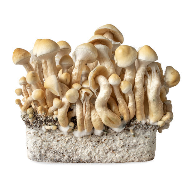 White Rabbit - Seringa de Cultura Líquida (Acid Shroomz)