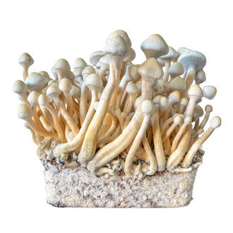 Seringa de cultura líquida Rusty Whyte (Acid Shroomz)