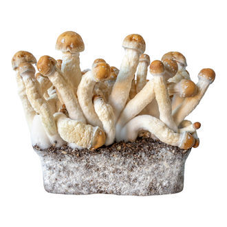 Seringa de cultura líquida Penis Envy (Acid Shroomz)