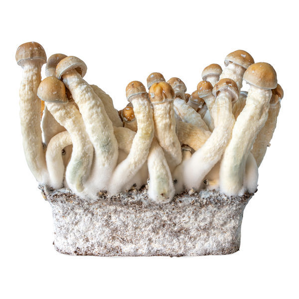 Seringa de cultura líquida Penis Envy (Acid Shroomz)