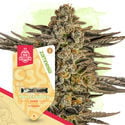 Fruity Pack – Variedades Feminizadas