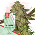 Fruity Pack – Variedades Feminizadas