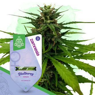 Fruity Pack – Variedades Feminizadas