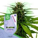 Fruity Pack – Variedades Feminizadas