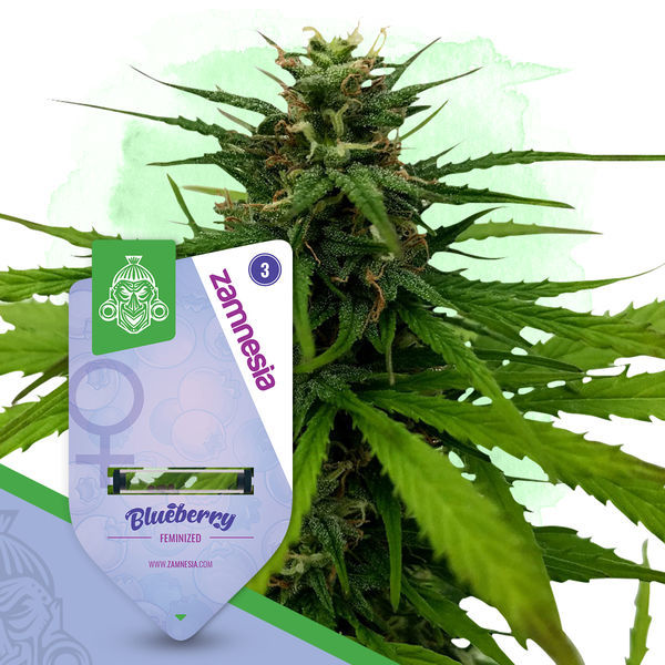 Fruity Pack – Variedades Feminizadas