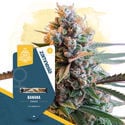 Fruity Pack – Variedades Feminizadas