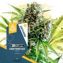 Fruity Pack – Variedades Feminizadas