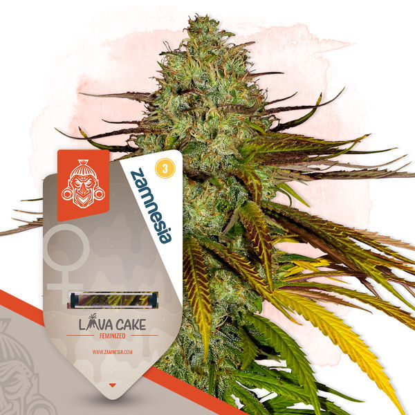 Pack Chocolate Cake - Variedades Femininas