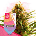 Pack Candy Shop - Variedades Feminizadas