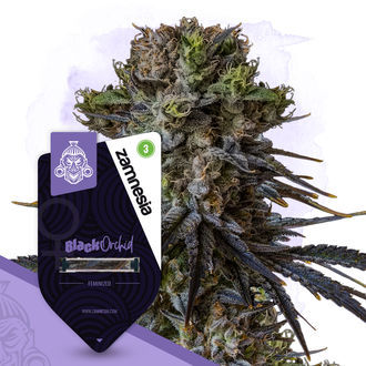 Kings of Kush Pack - Variedades Feminizadas