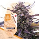 Kings of Kush Pack - Variedades Feminizadas