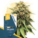 Fast Flowering Pack - Variedades Feminizadas