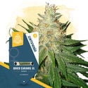 Fast Flowering Pack - Variedades Feminizadas