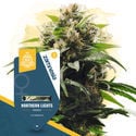 Fast Flowering Pack - Variedades Feminizadas