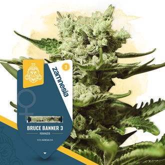 Super THC Pack – Variedades Feminizadas