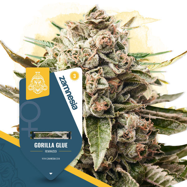 Super THC Pack – Variedades Feminizadas