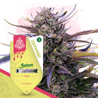 Super THC Pack – Variedades Feminizadas