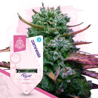 Super THC Pack – Variedades Feminizadas