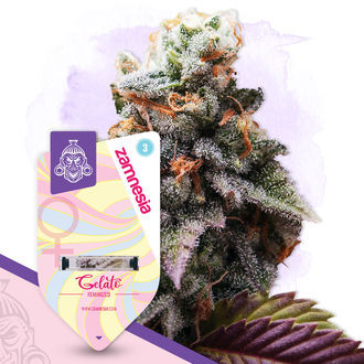 Sugar Rush Pack - Variedades Feminzadas