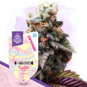 Sugar Rush Pack - Variedades Feminzadas
