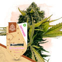Sugar Rush Pack - Variedades Feminzadas