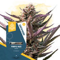 Elogio ao Haze Pack – Variedades Feminizadas