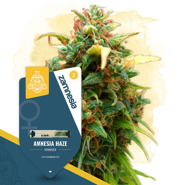 Elogio ao Haze Pack – Variedades Feminizadas