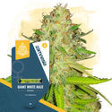 Elogio ao Haze Pack – Variedades Feminizadas