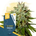 Elogio ao Haze Pack – Variedades Feminizadas